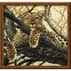 Наборы для вышивания Леопард – фото 1